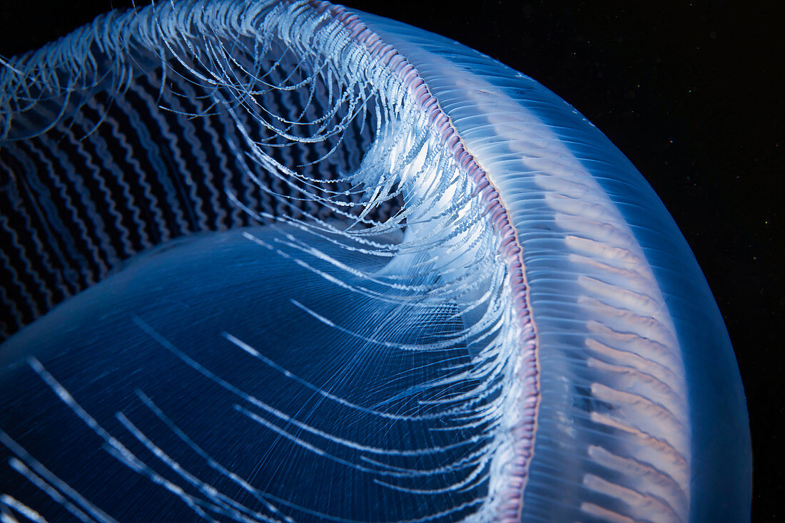 Aequorea crystal jellyfish tentacles