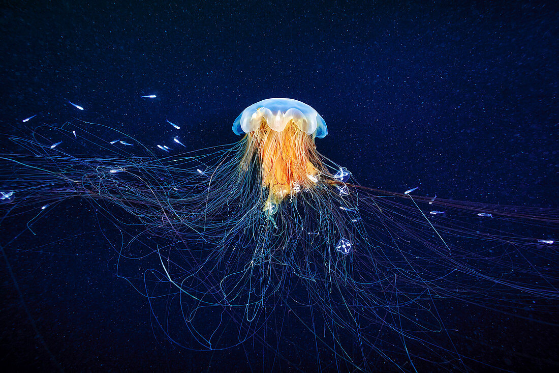 Lion's mane jellyfish and young fish