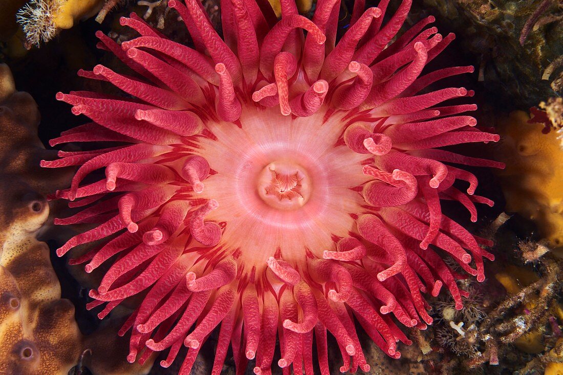 Urticina sea anemone