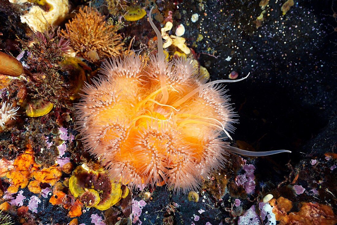 Metridium senile sea anemone