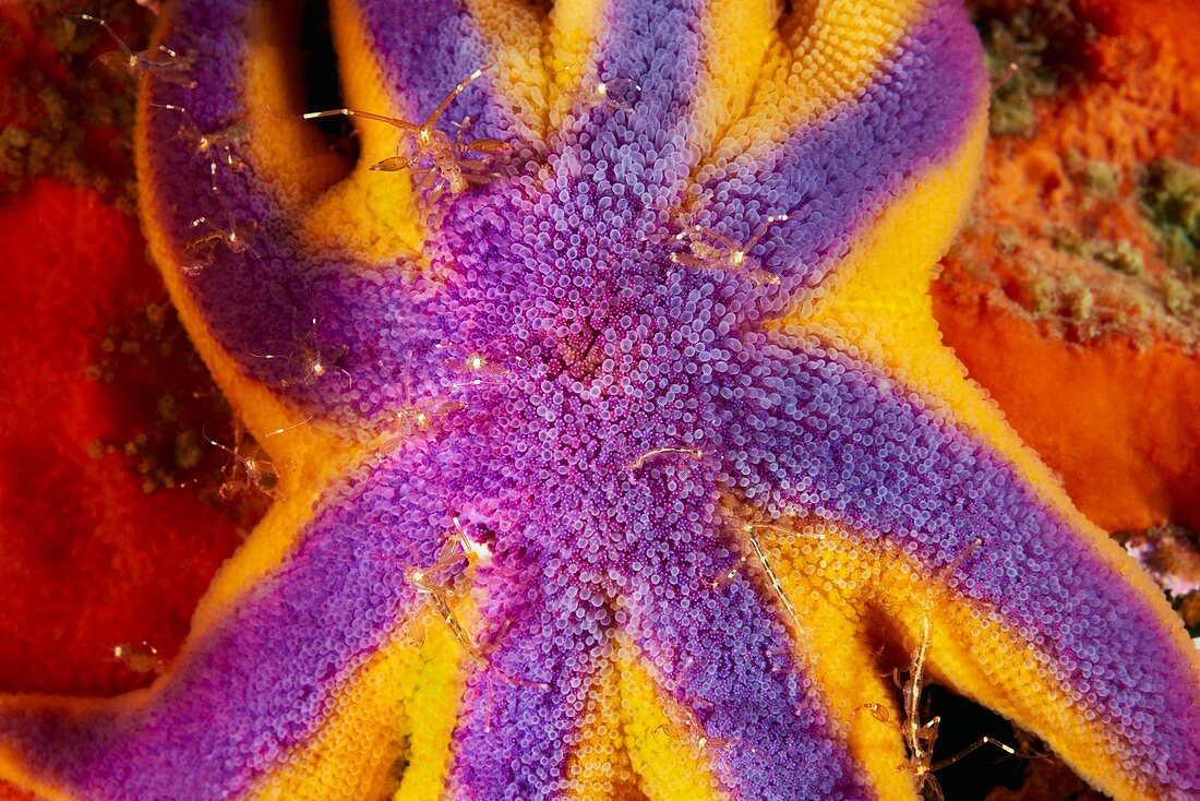 Solaster starfish