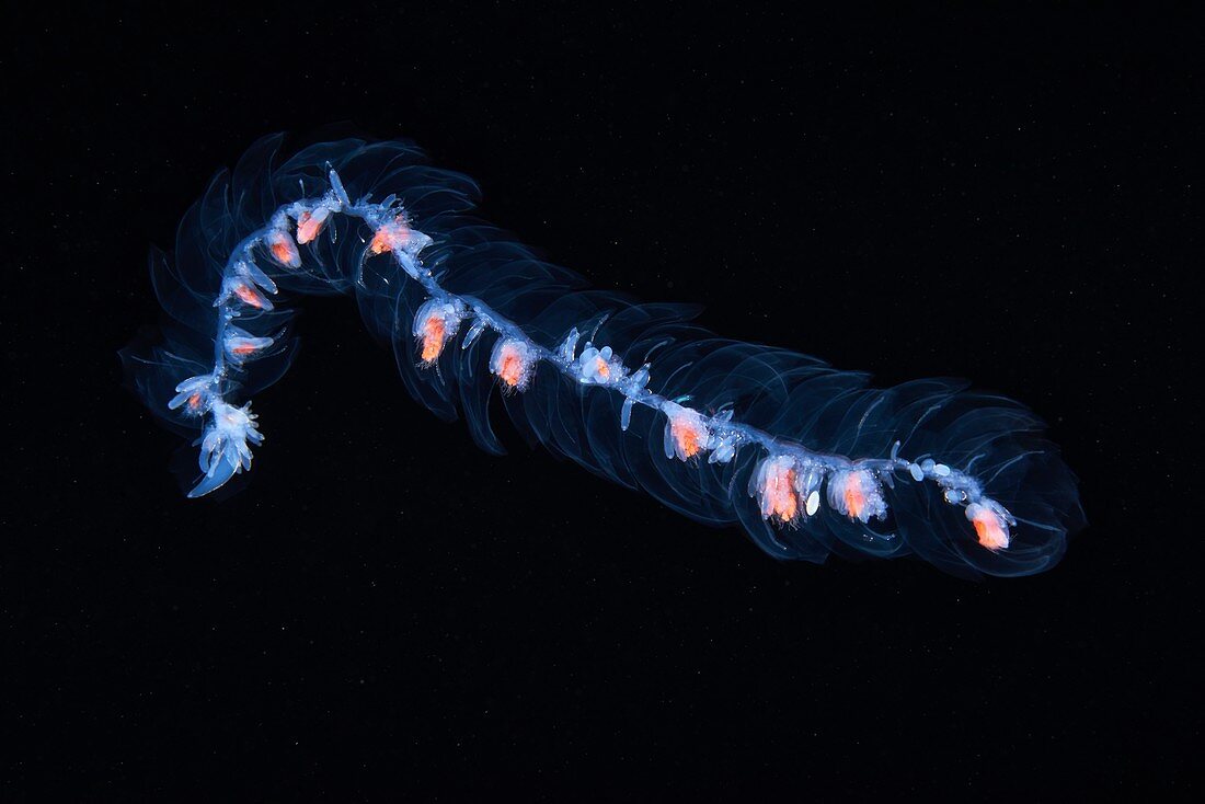 Siphonophore colony