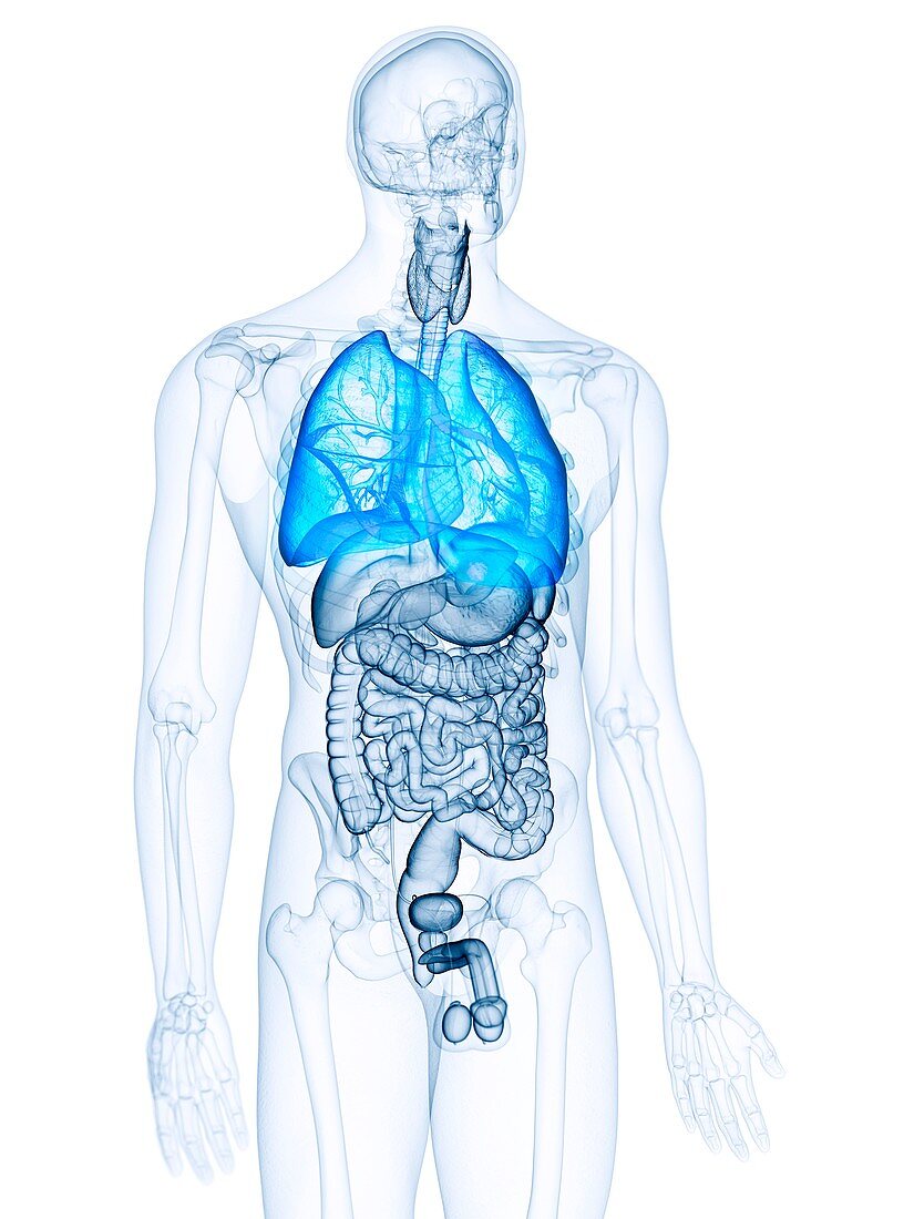 Illustration of the lungs