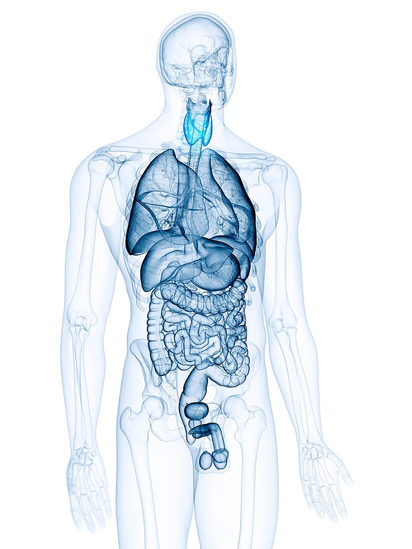 Illustration of the thyroid gland