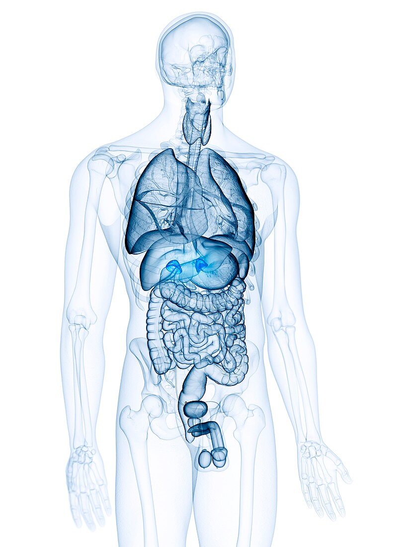 Illustration of the adrenal glands