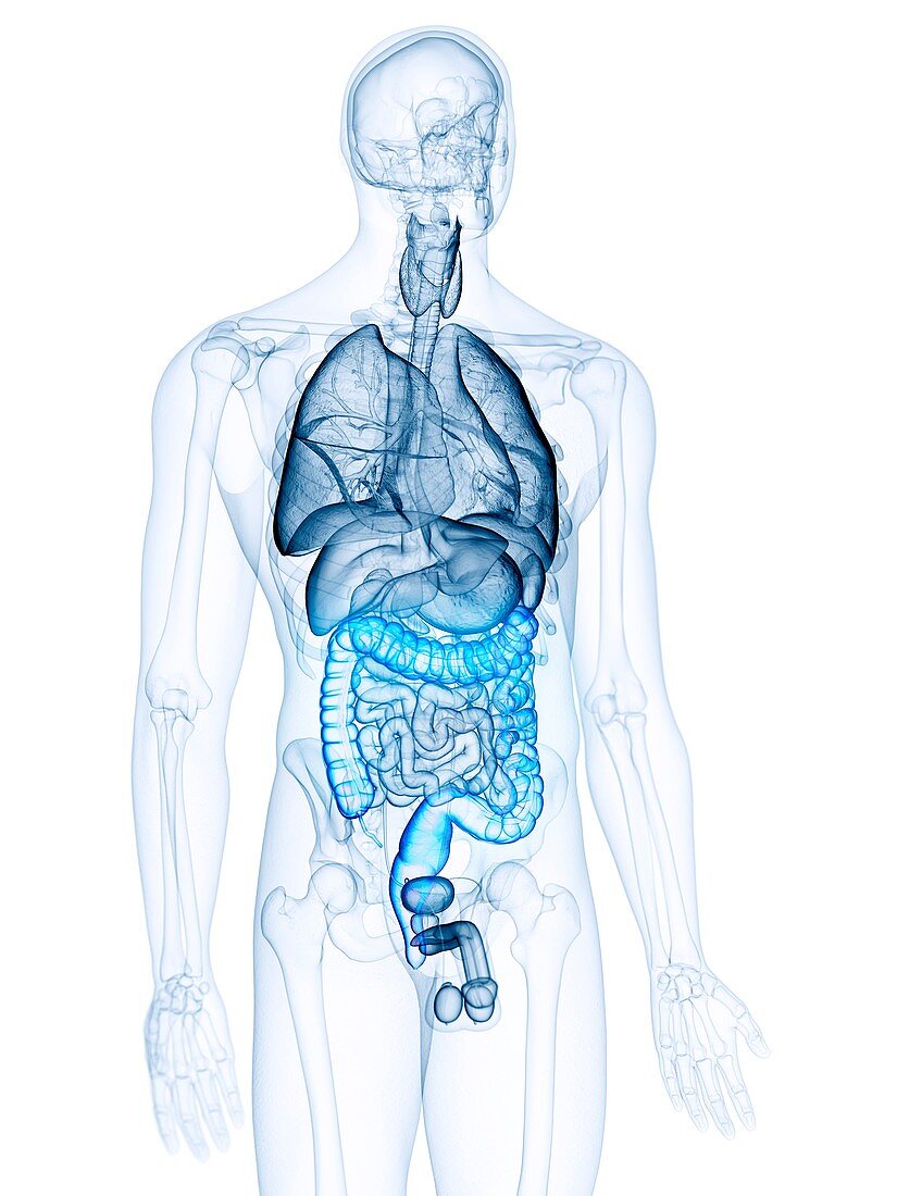 Illustration of the colon