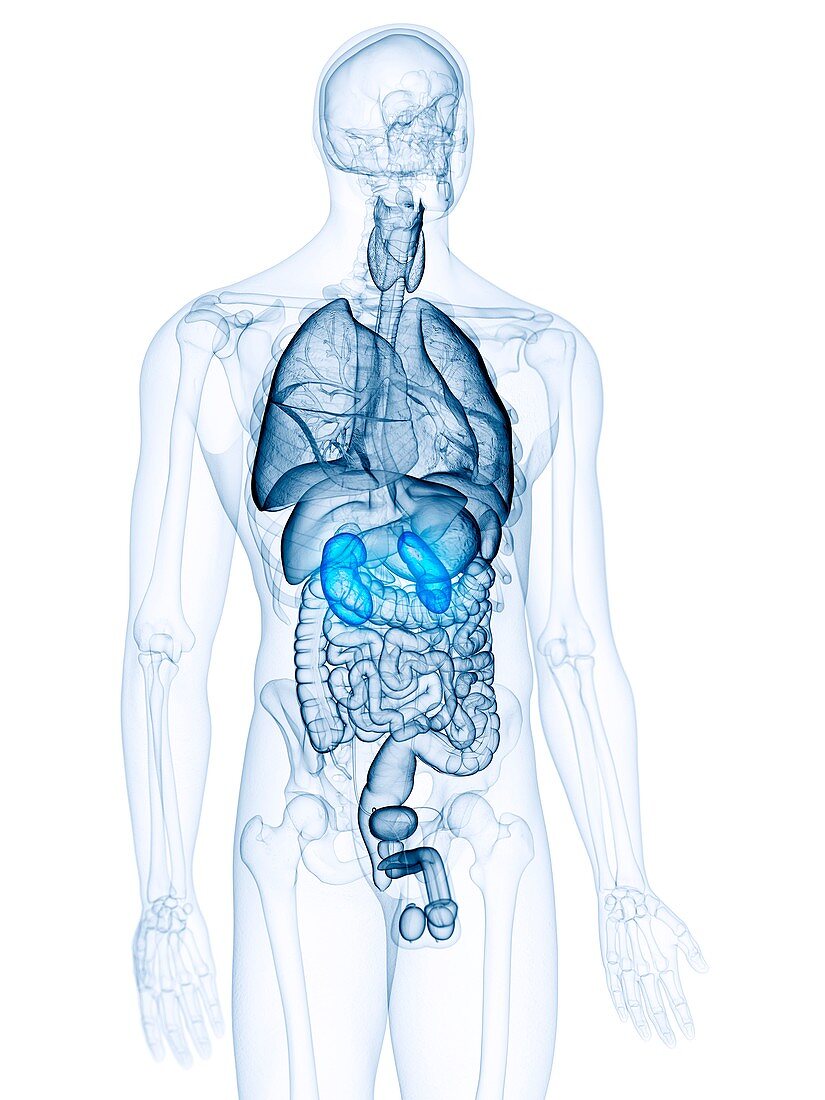 Illustration of the kidneys