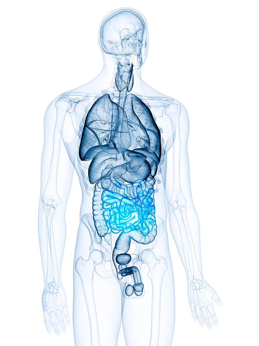 Illustration of the small intestine