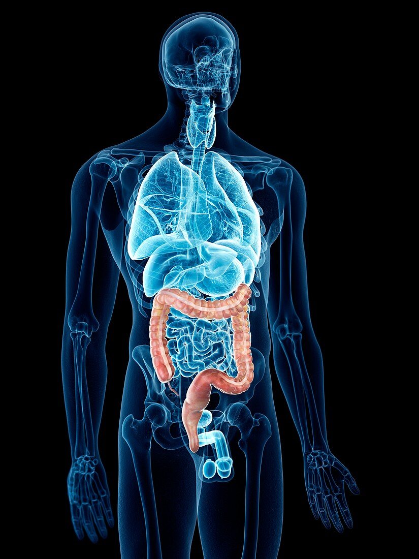 Illustration of the colon