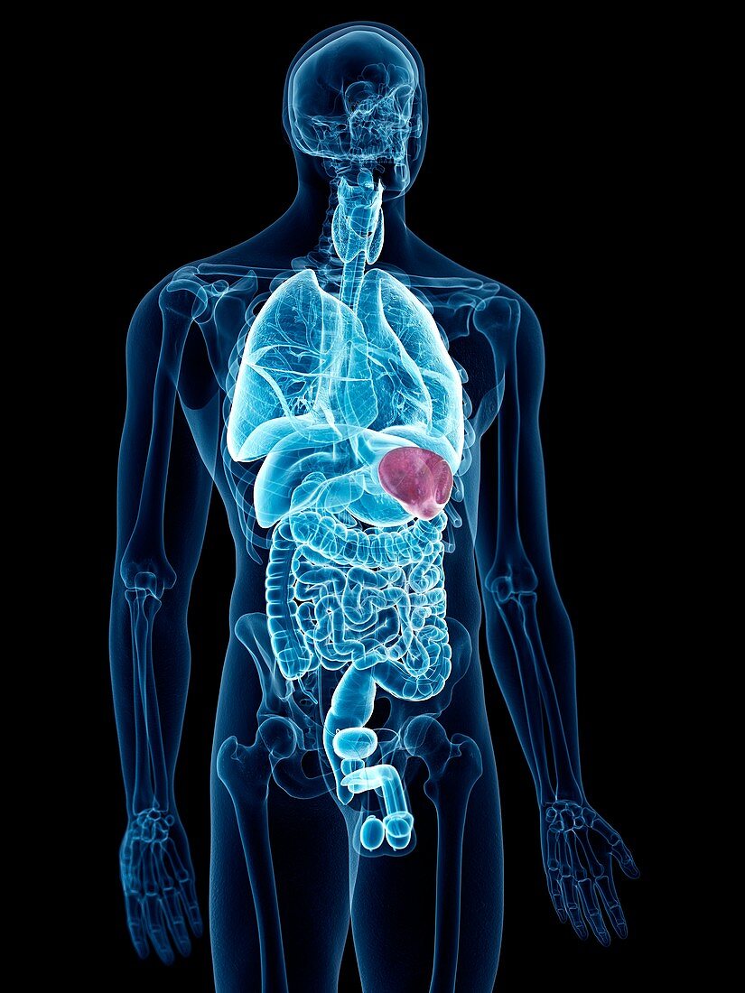 Illustration of the spleen