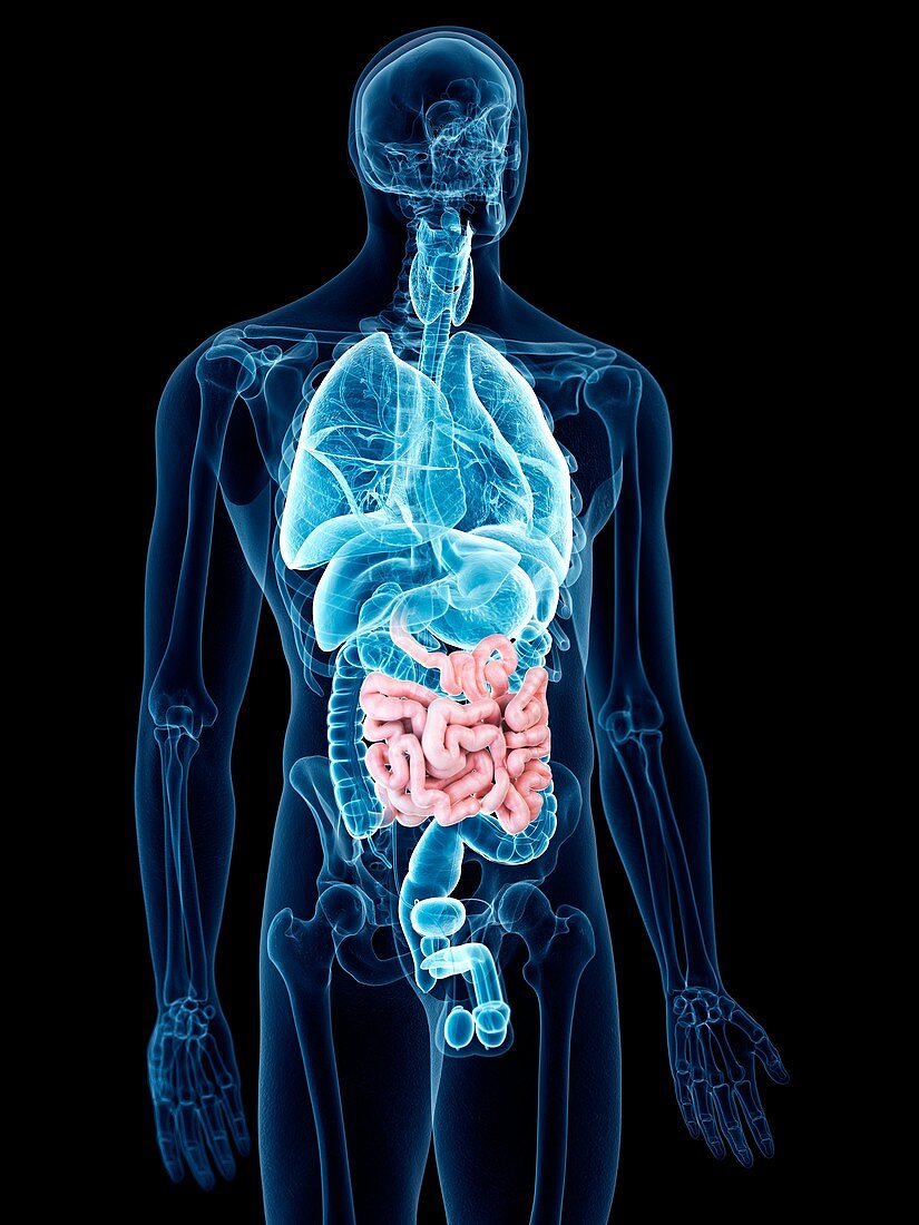 Illustration of the small intestine