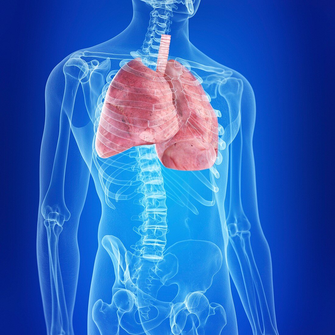 Illustration of the human lungs