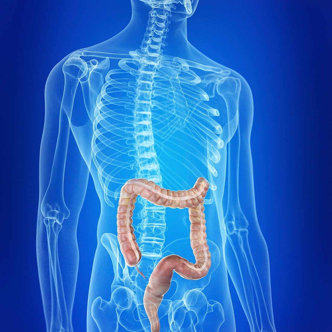 Illustration of the colon