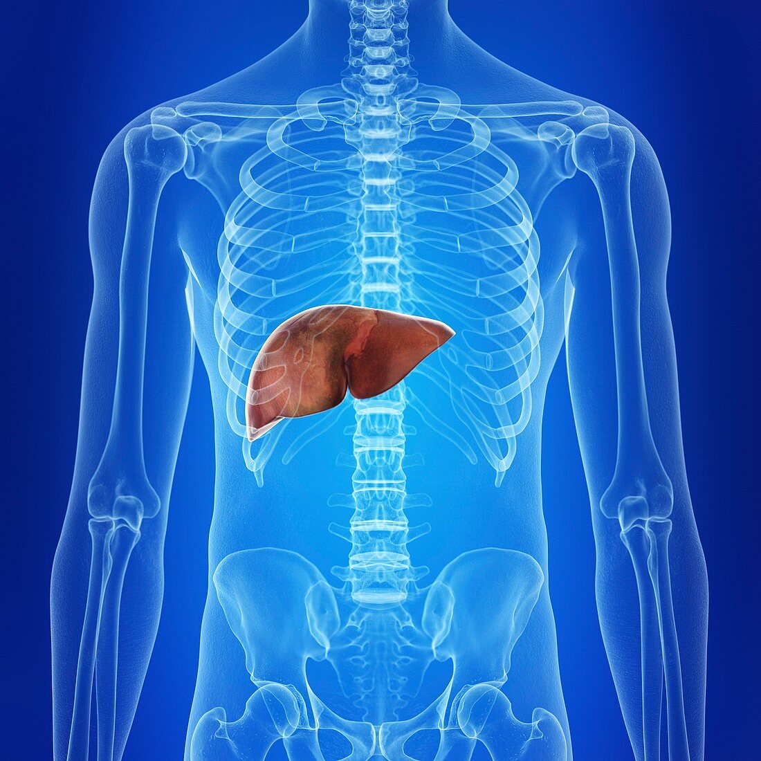 Illustration of the human liver