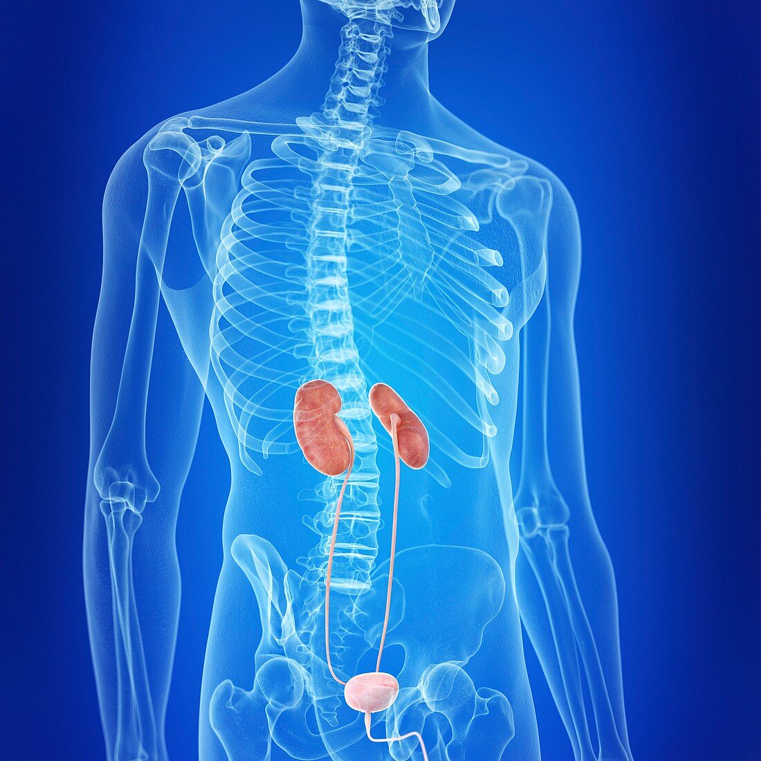 Illustration of the urinary system