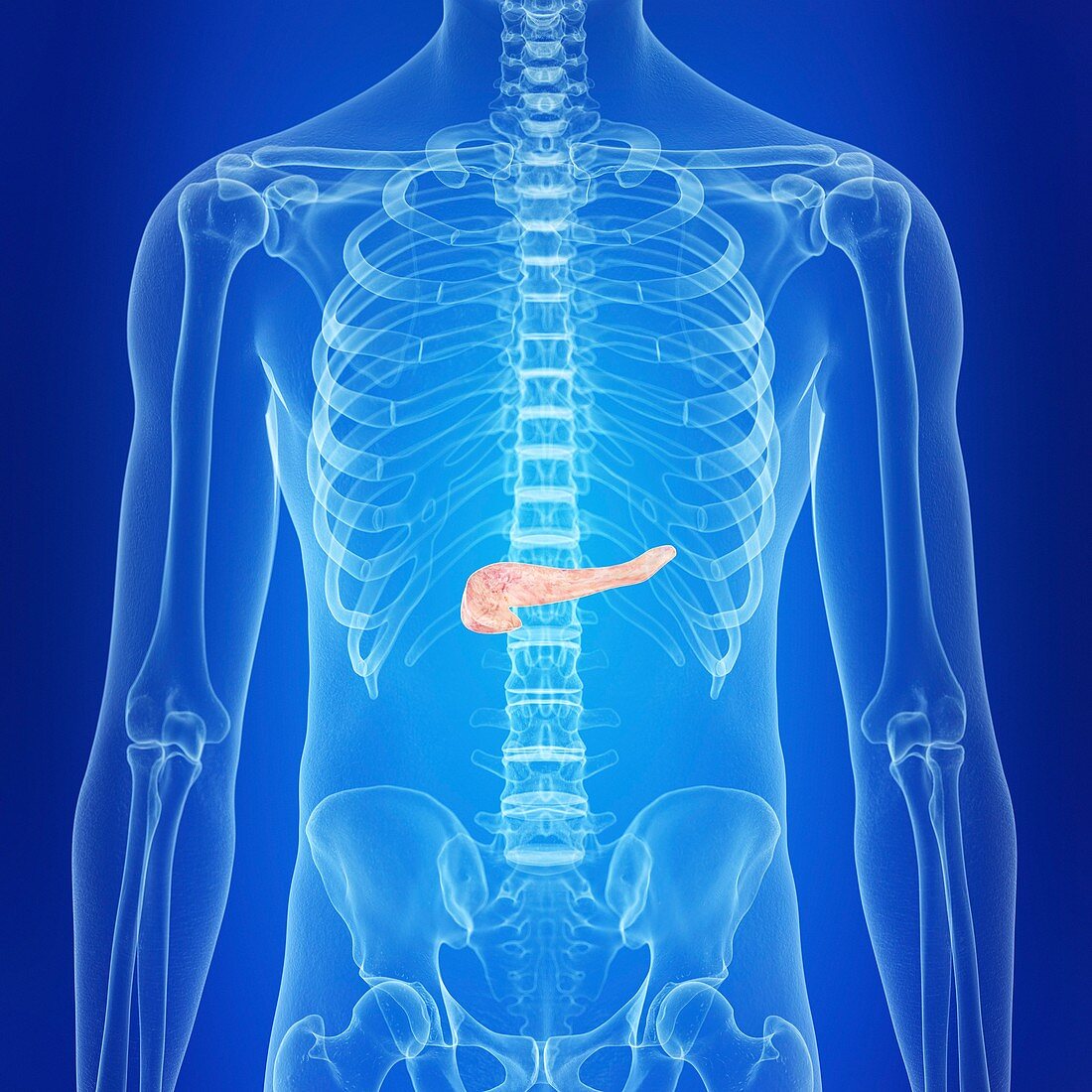 Illustration of a healthy pancreas