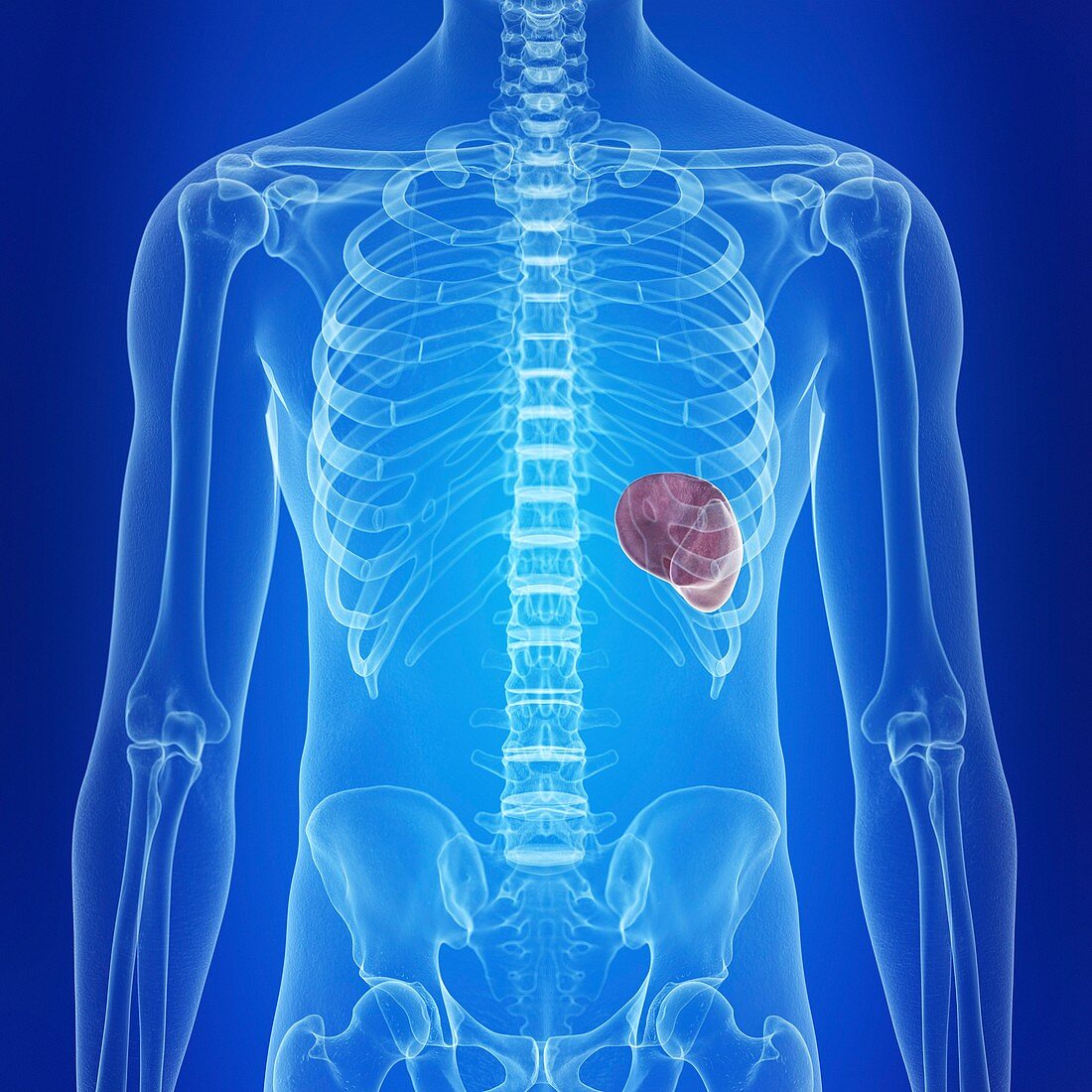 Illustration of a healthy spleen