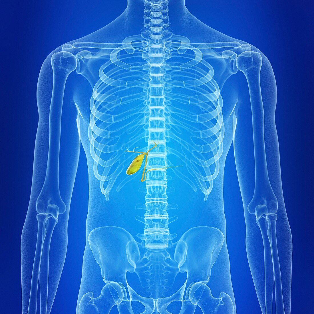 Illustration of a healthy gallbladder