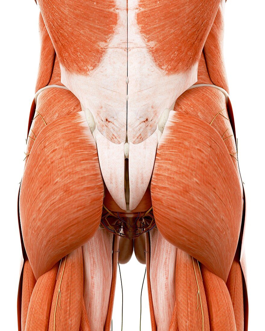 Illustration of the human back anatomy