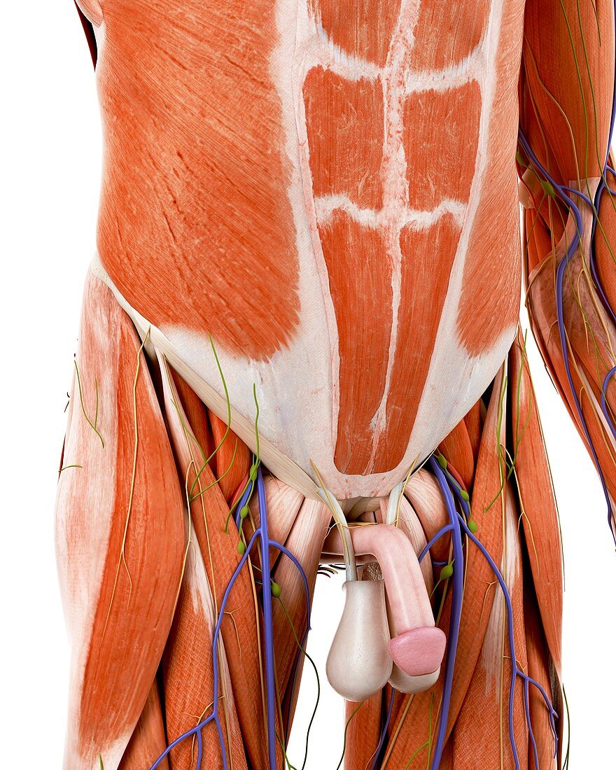 Illustration of the human abdominal anatomy