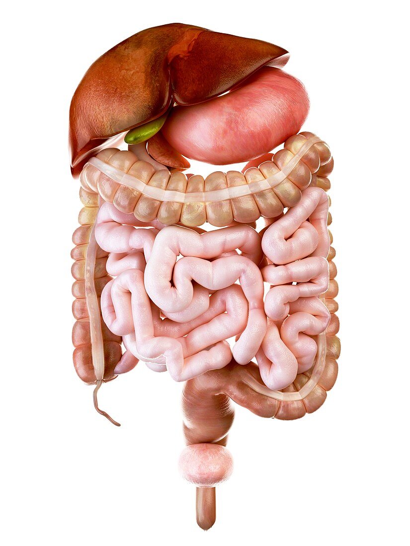 Illustration of the human digestive system