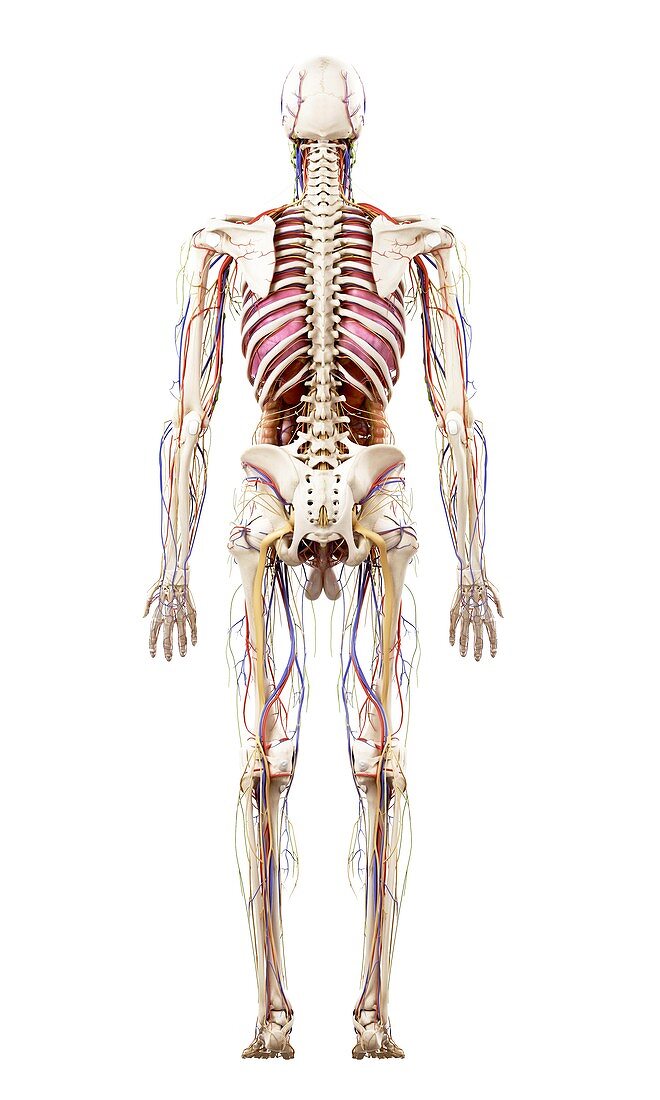 Illustration of human anatomy