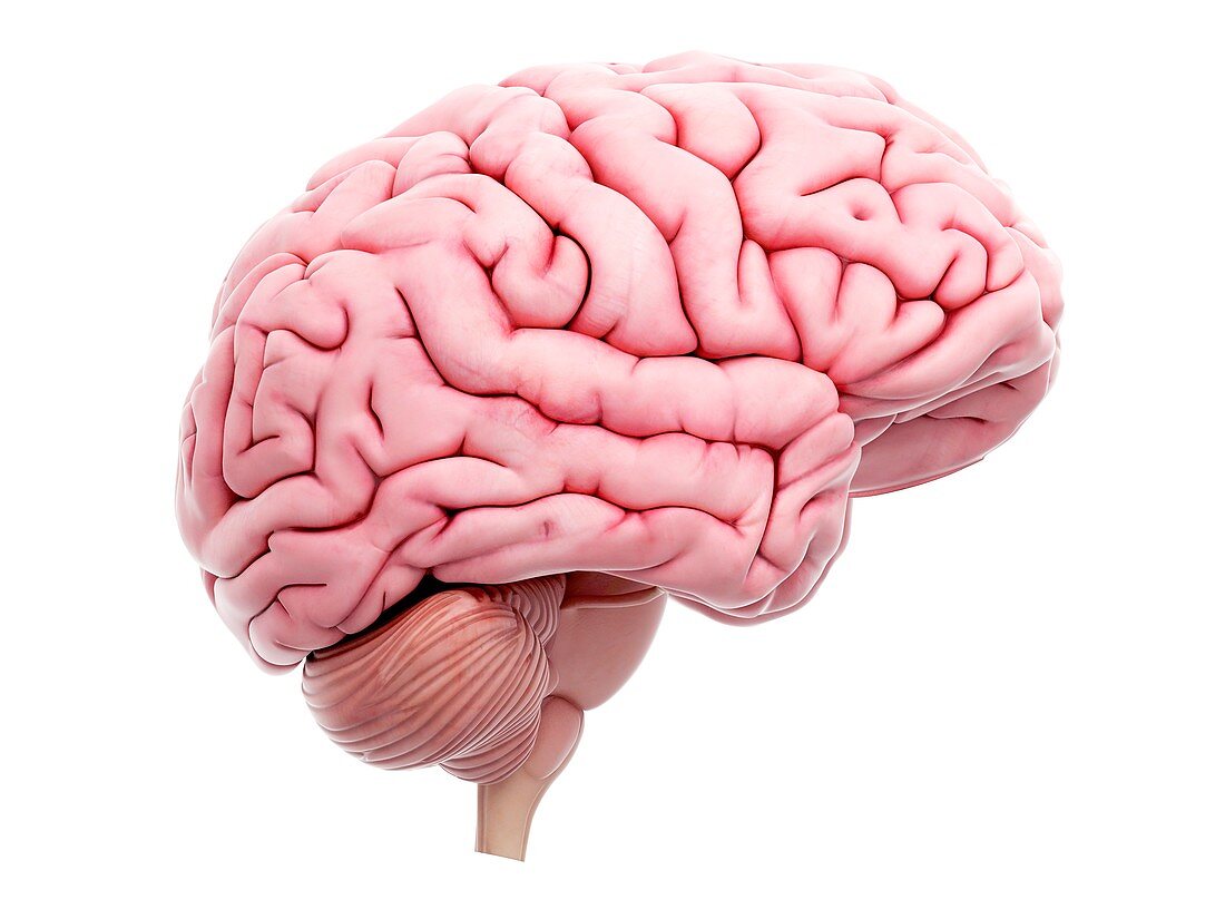 Illustration of the human brain