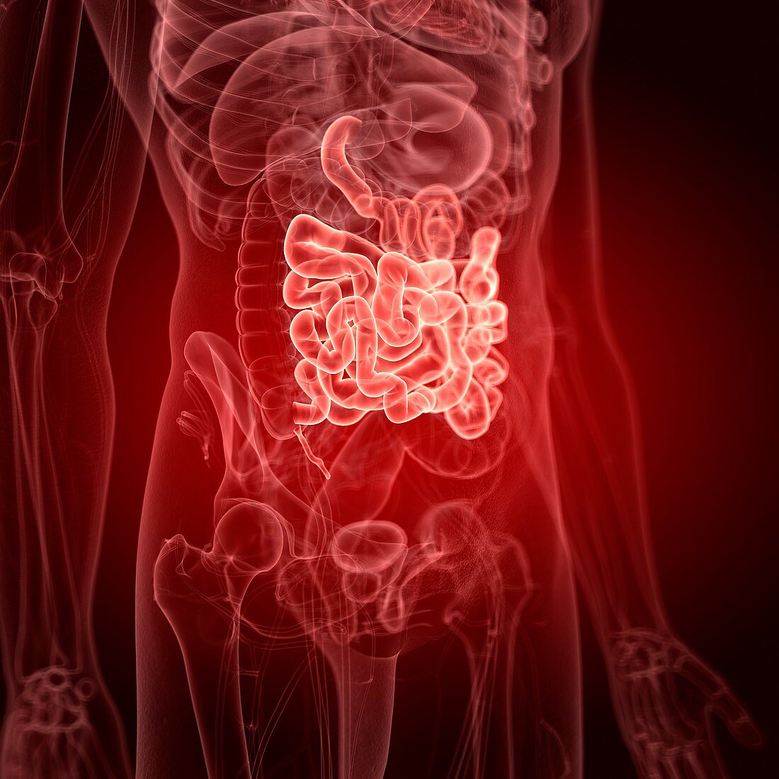 Illustration of the small intestine