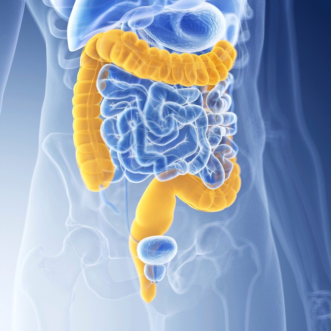 Illustration of the colon