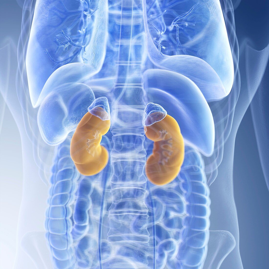 Illustration of the kidneys