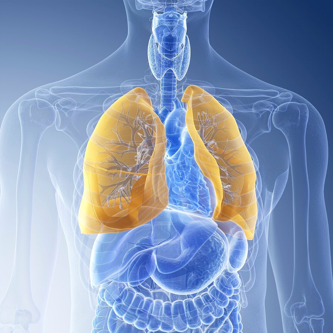 Illustration of the lung