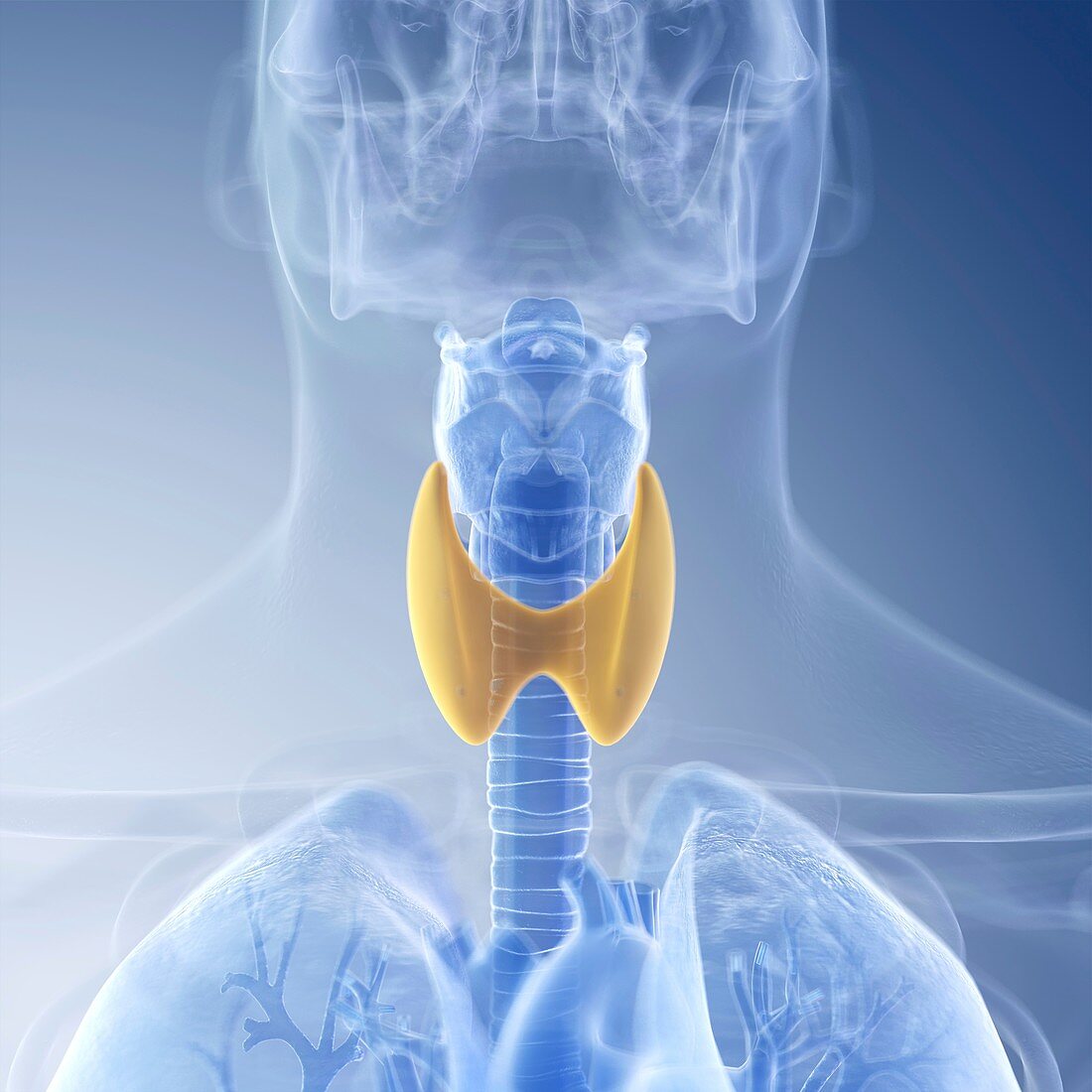 Illustration of the thyroid