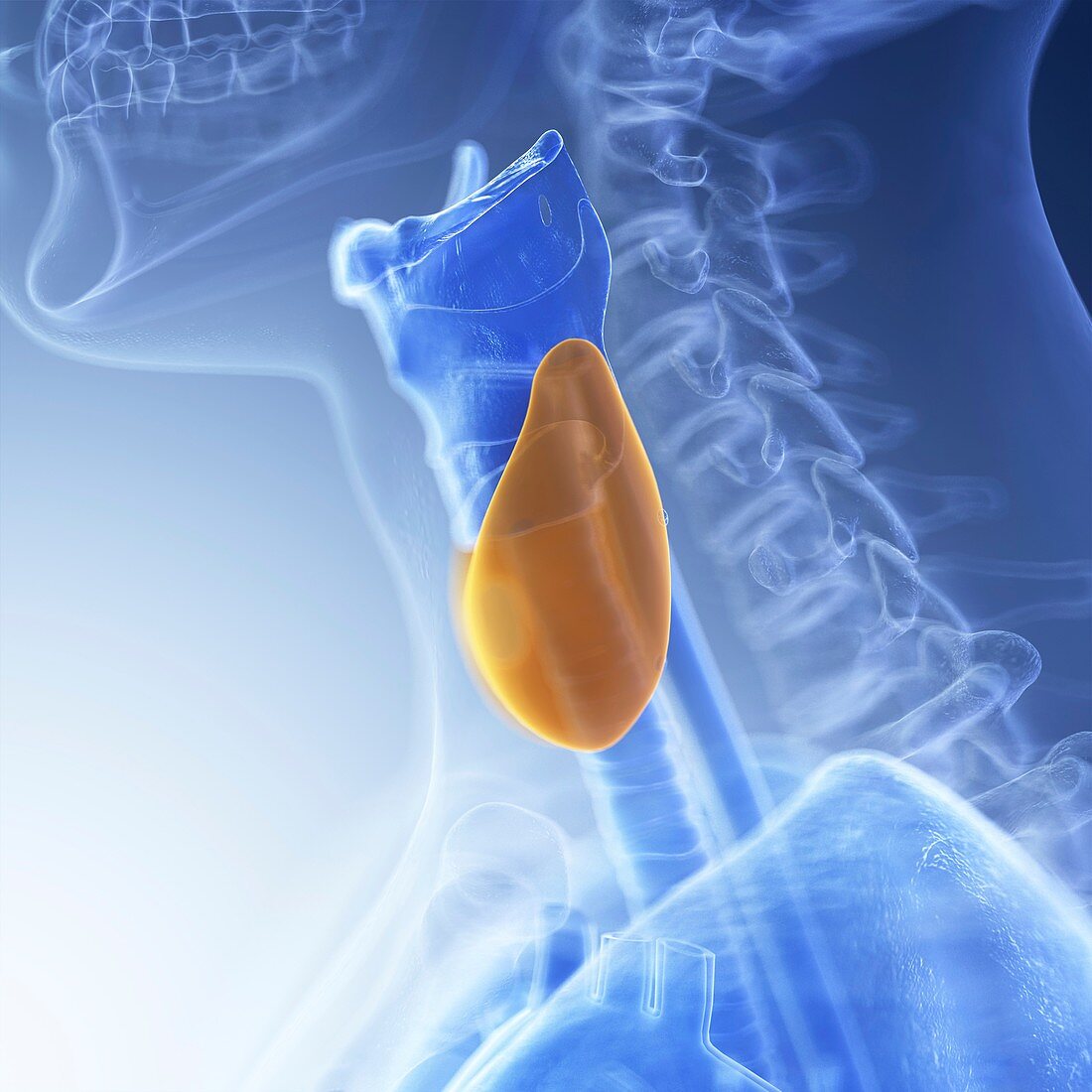 Illustration of the thyroid