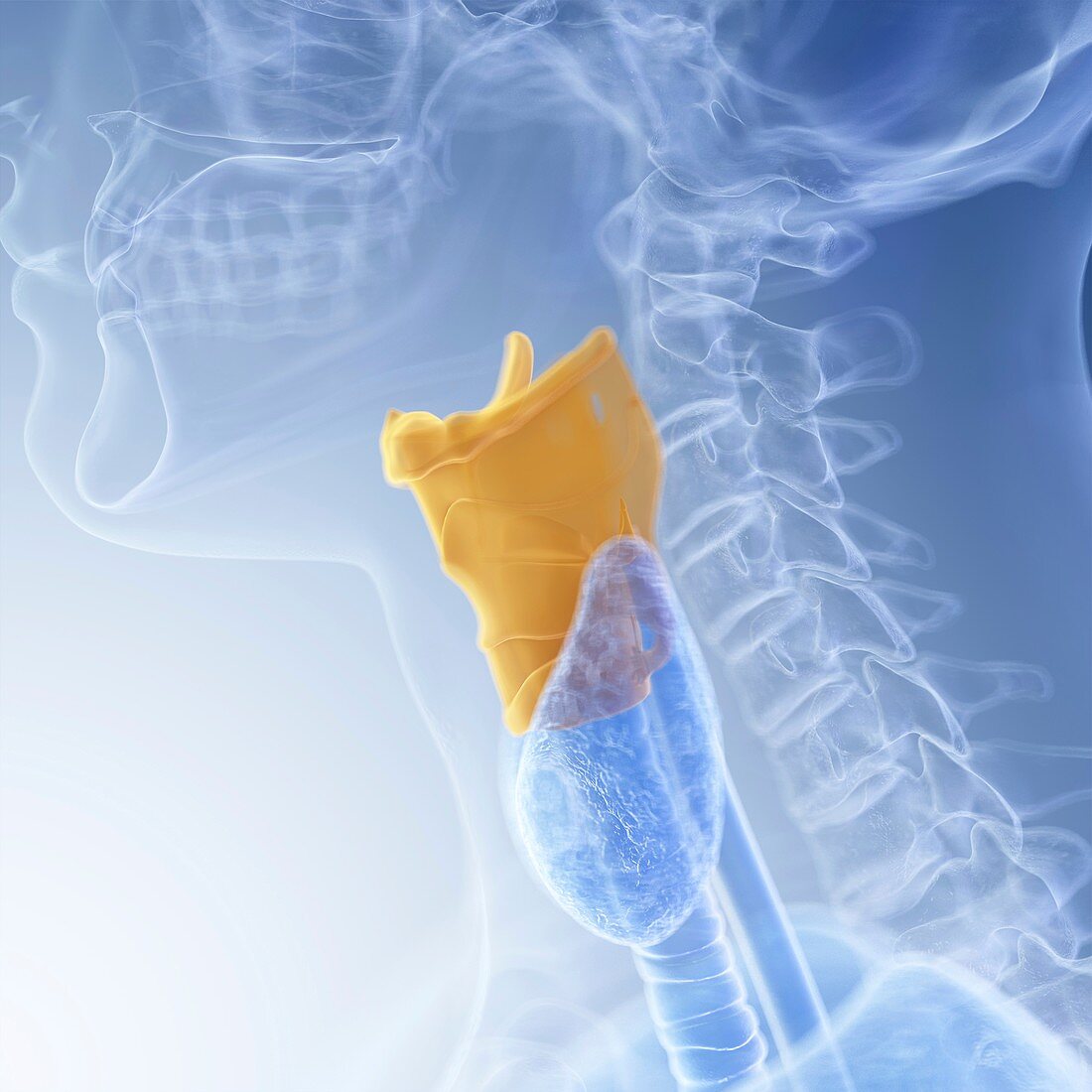 Illustration of the larynx