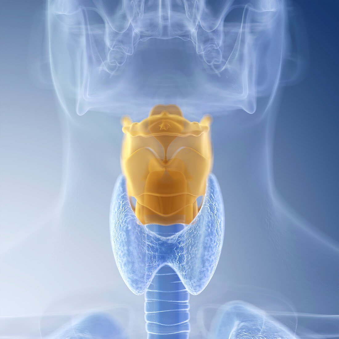 Illustration of the larynx