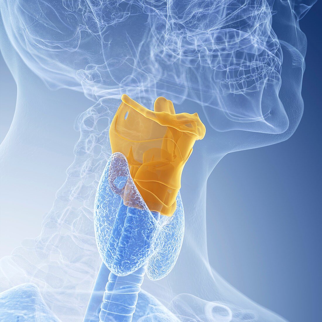 Illustration of the larynx