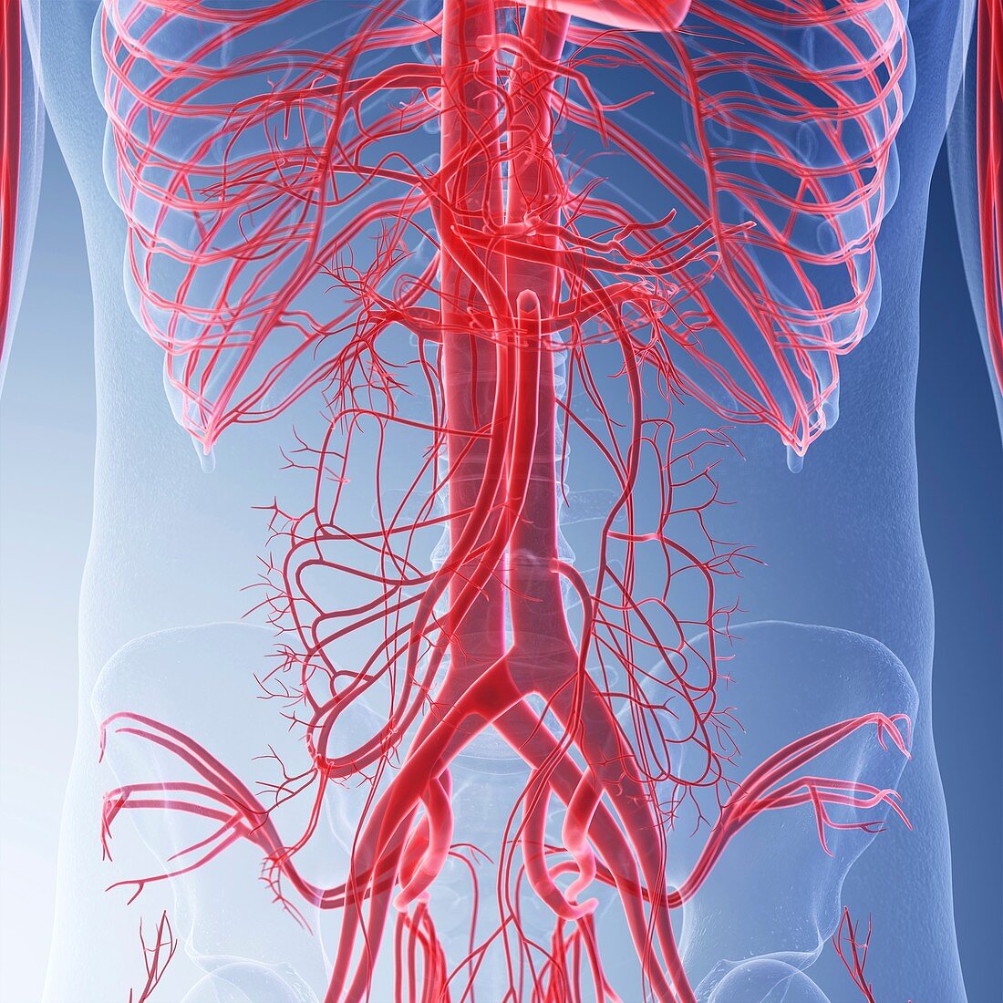 Illustration of the blood vessels of the abdomen