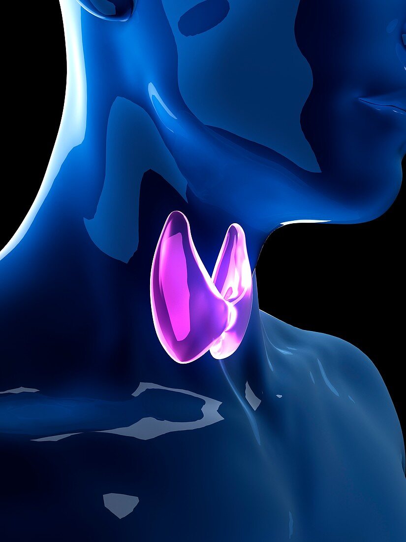 Illustration of the human thyroid gland