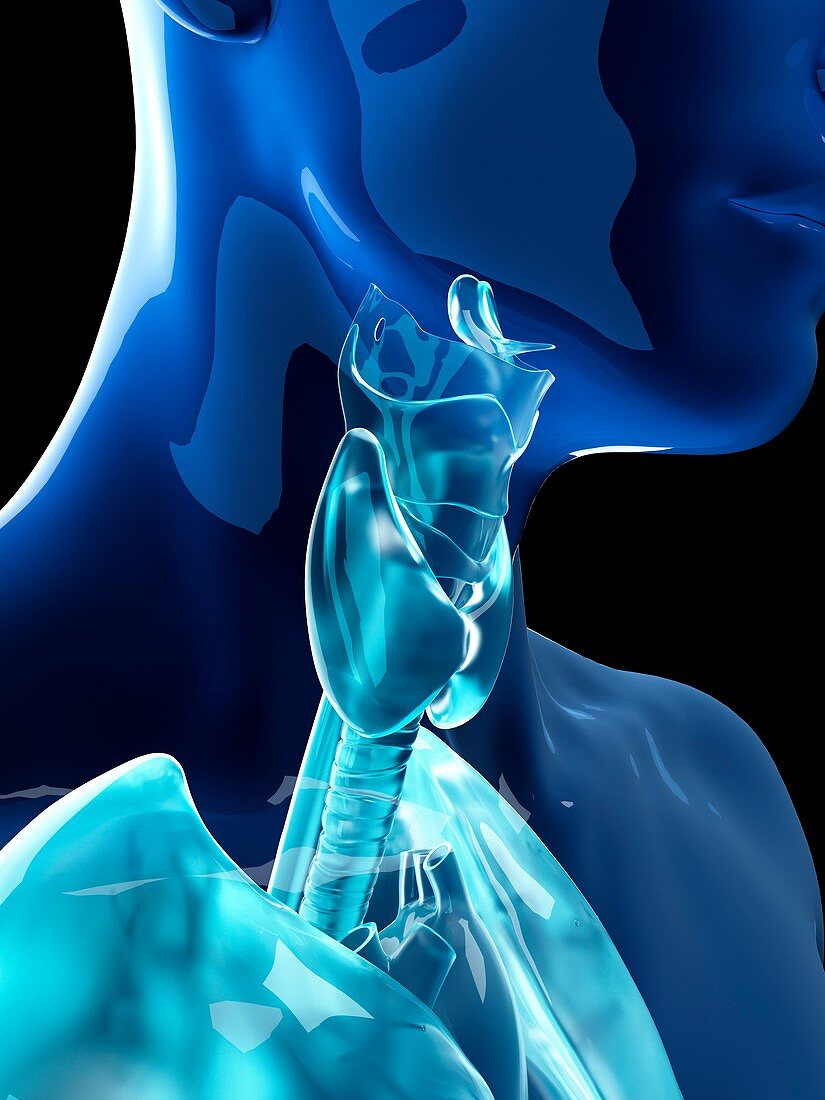 Illustration of the human thyroid and larynx