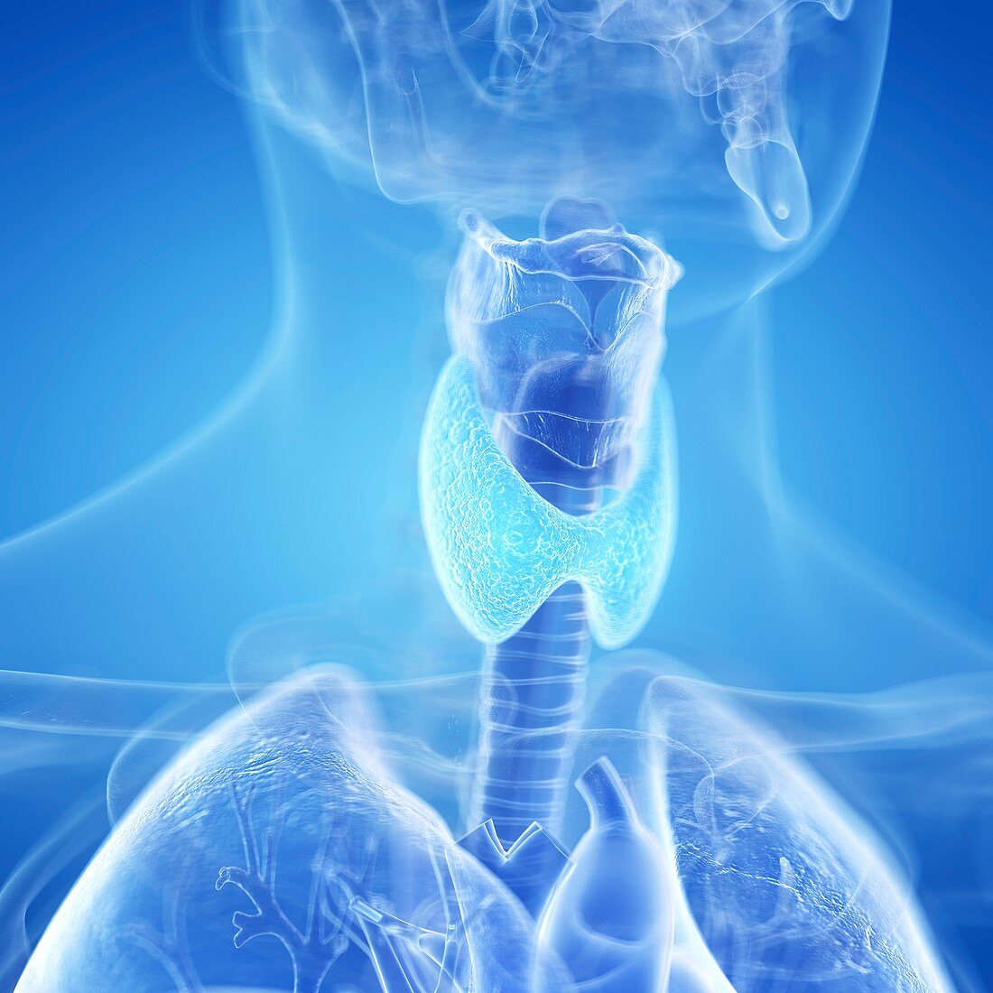 Illustration of the thyroid gland