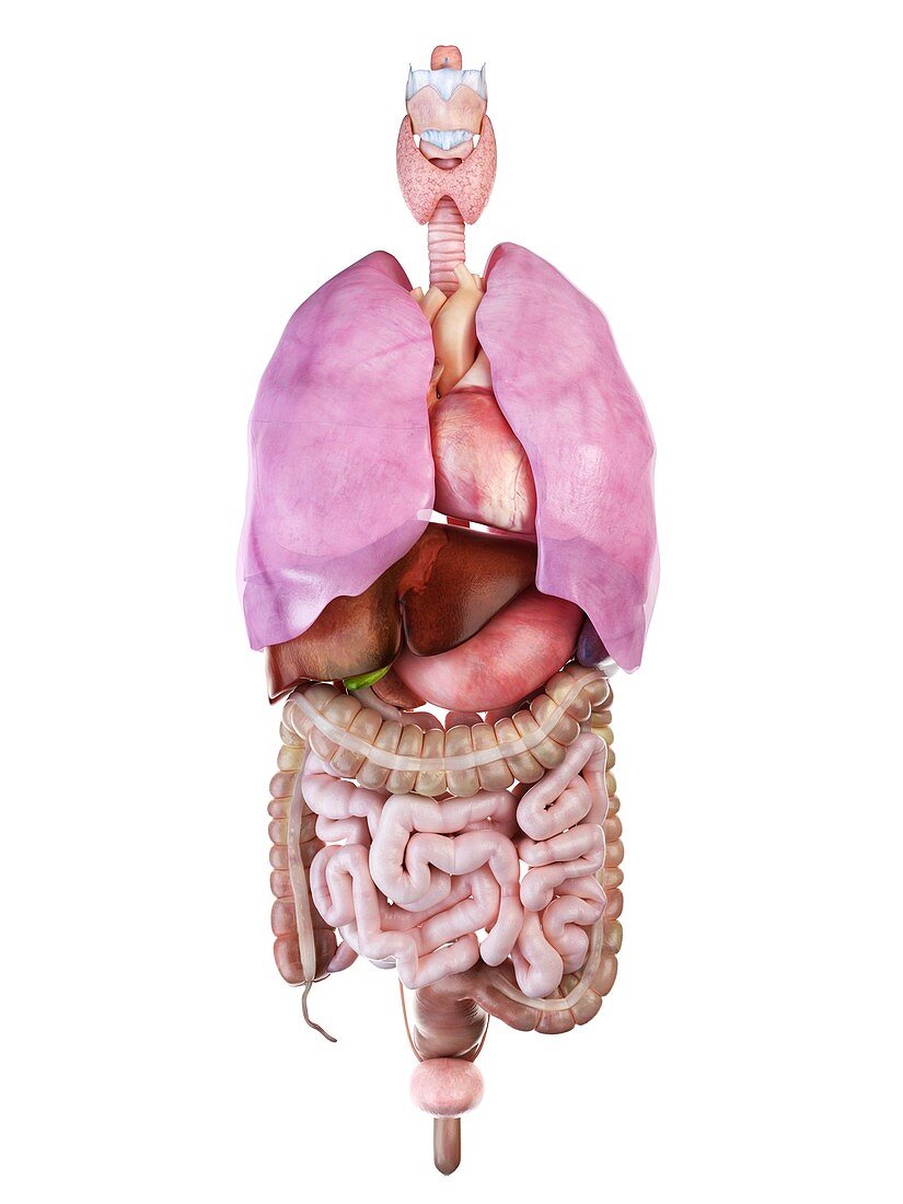 Illustration of the human organs