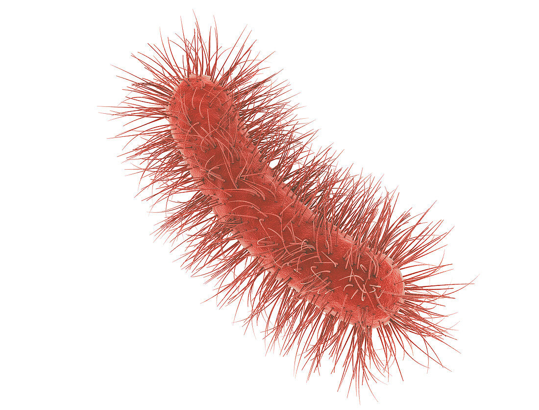 E. coli bacteria, illustration