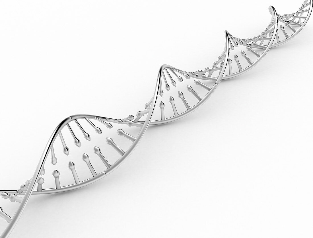 DNA model, illustration