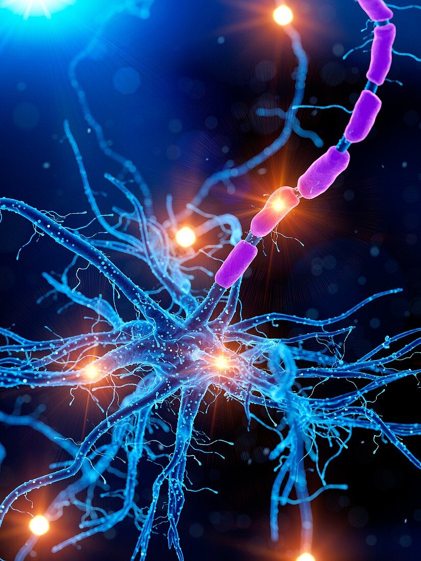 Illustration of an active human nerve cell