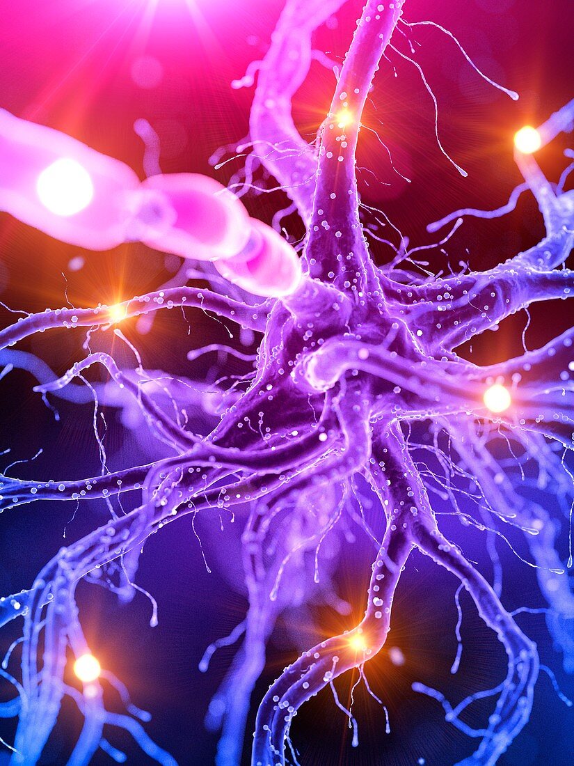 Illustration of an active human nerve cell