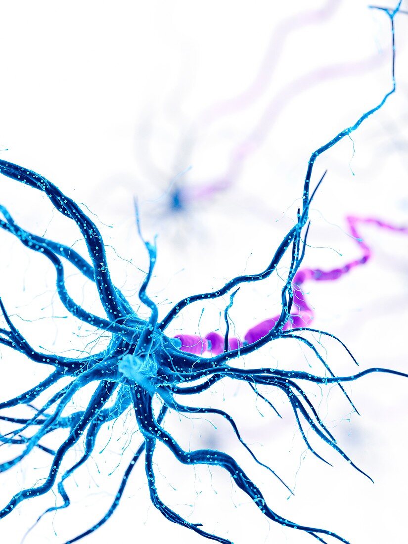 Illustration of a human nerve cell