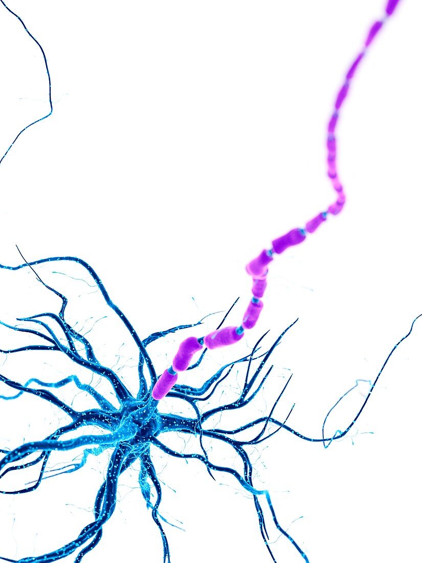 Illustration of a human nerve cell