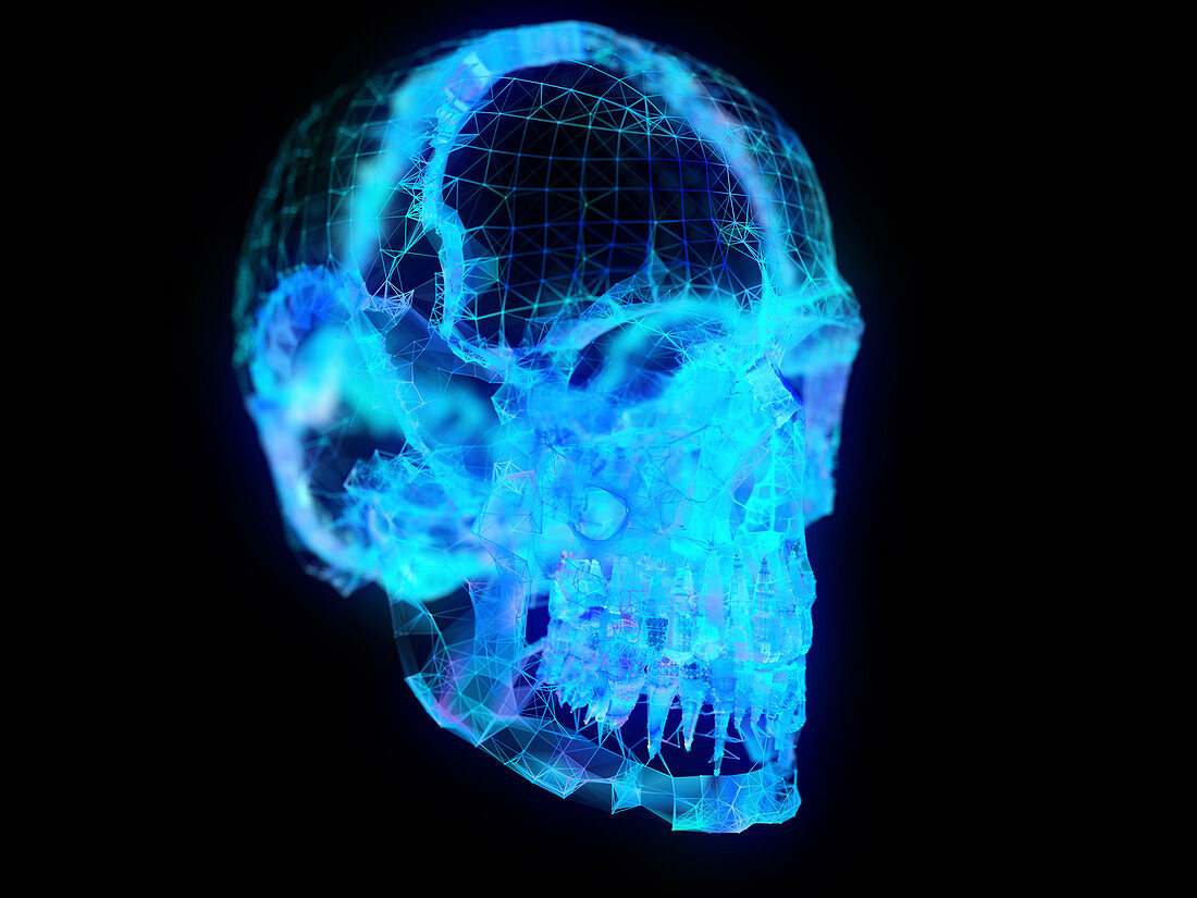 Illustration of a plexus skull