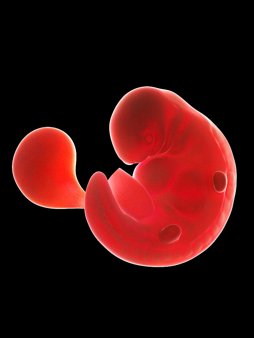 Illustration of a fetus at week 6