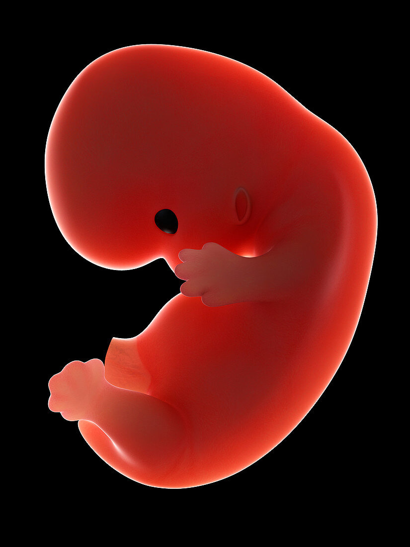 Illustration of a fetus at week 8